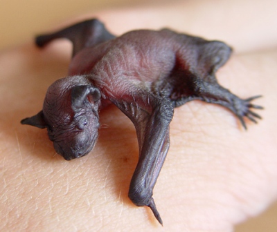 Newborn common pipistrelle bat